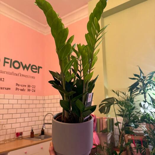 Houseplant Zamioculcas