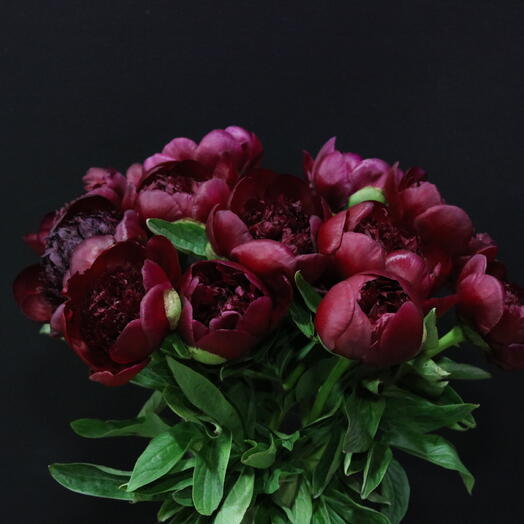 Peonies "Red Sharm"