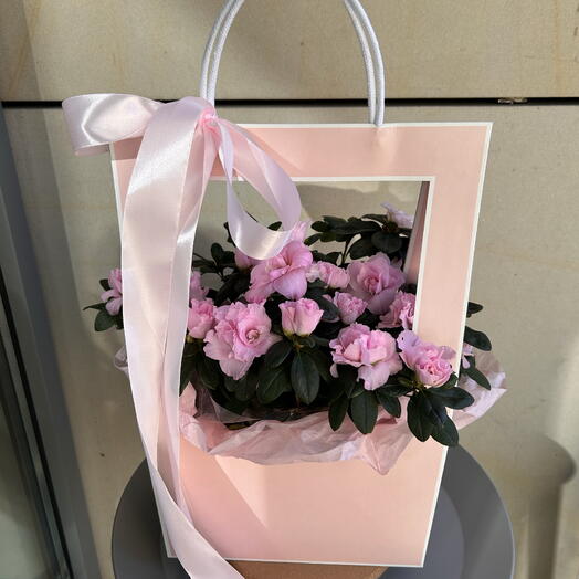 Azalea in a gift bag