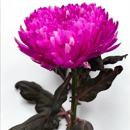 Chrysanthemum pink