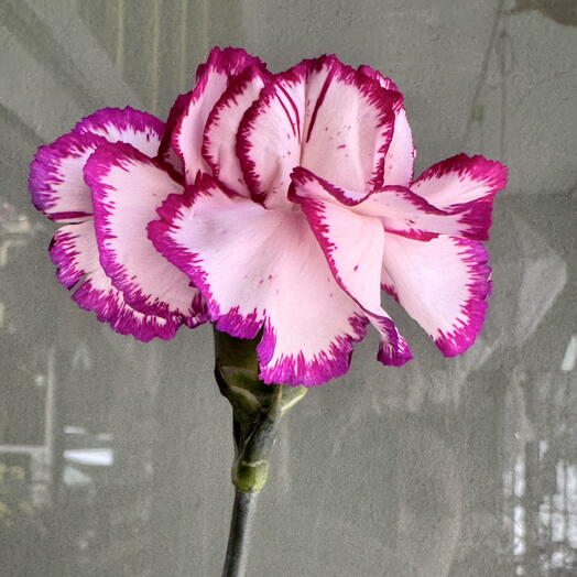 Carnation white and burgundy