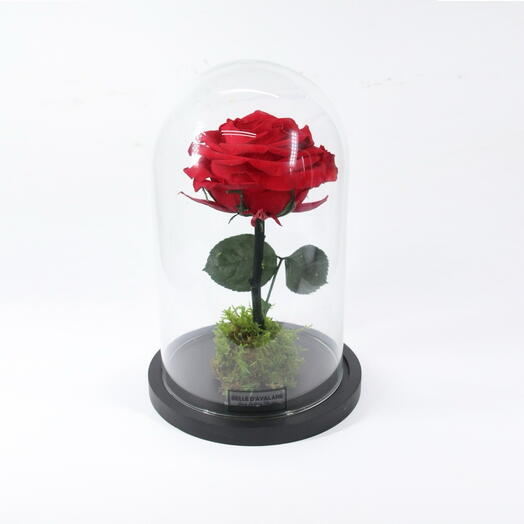 A glass dome red medium