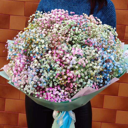 Gypsophila flowers L