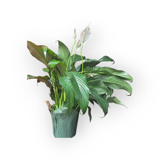 Indoor plant,  Peace lily