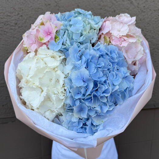 Big colourful hydrangeas