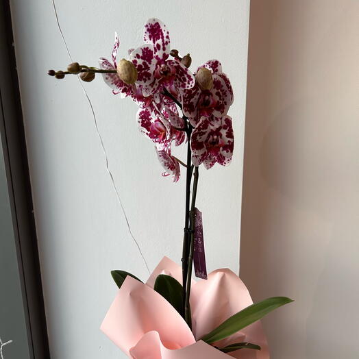 Orchid with polka dots