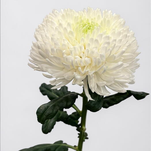Chrysanthemum  white