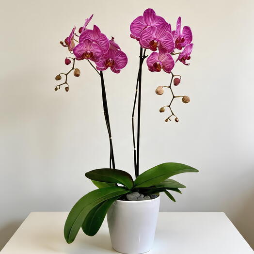 Orquidea Morada 2 varas