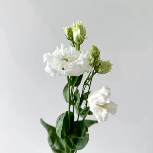 White eustoma
