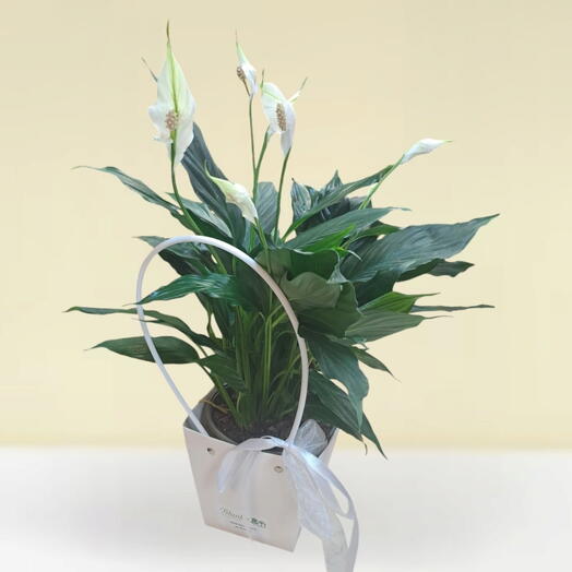 Spatifilum in white bag