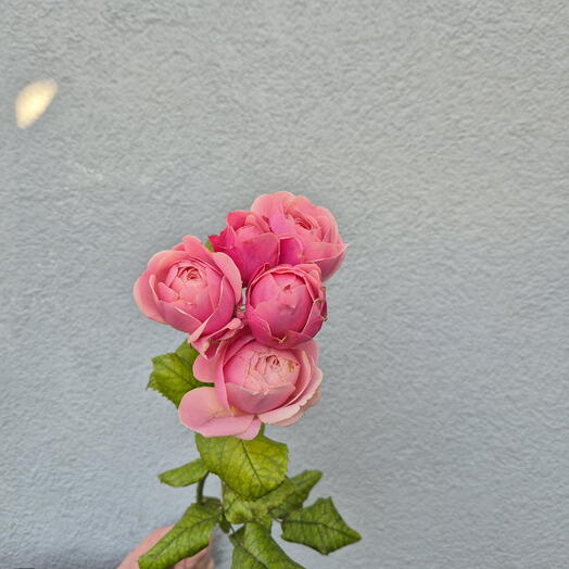 Rosas Spray Silva Pink - Elige entre 9 unidades