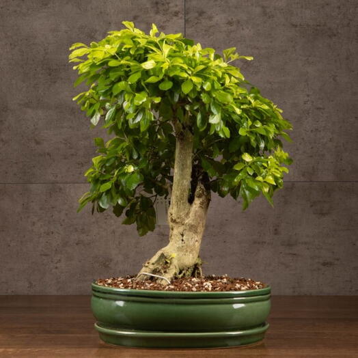 Комнатное растение Бонсай Дуранта Мичи