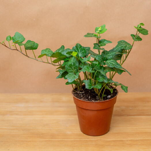 Indoor Ivy (Hedera helix)