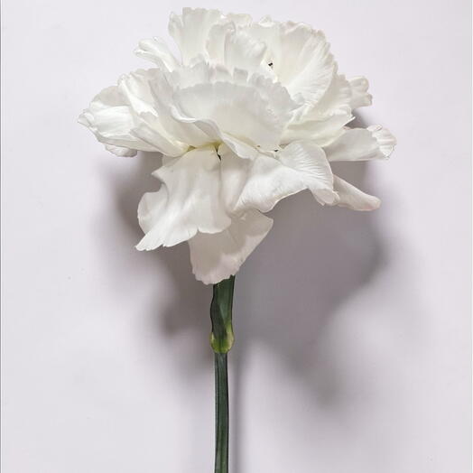 Carnation white
