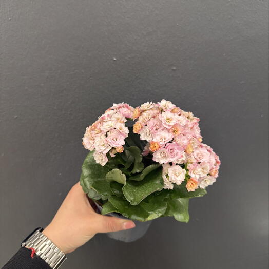 Pink Kalanhoe
