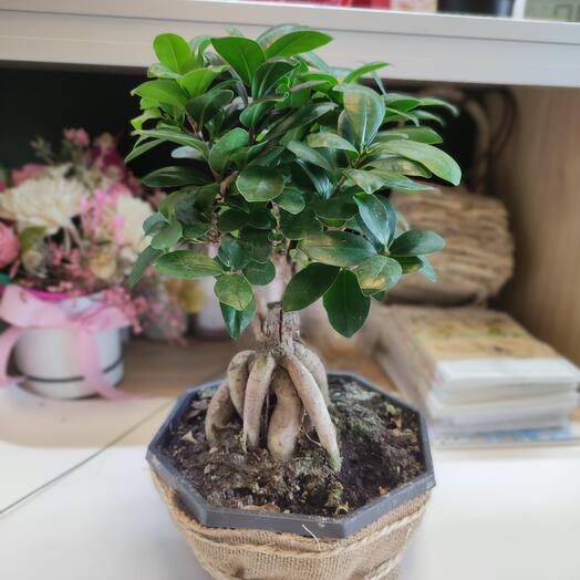 Bonsai