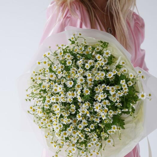 Sunny Camomiles