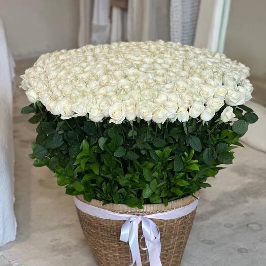 Basket 301 white rose