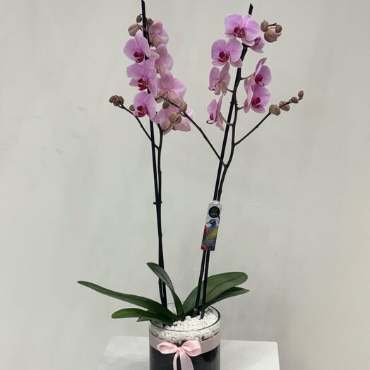 نبات الاوركيد الوردي