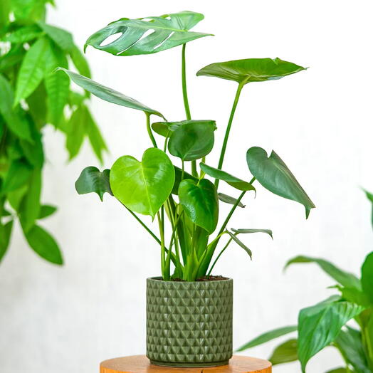 Monstera deliciosa ~ 55cm