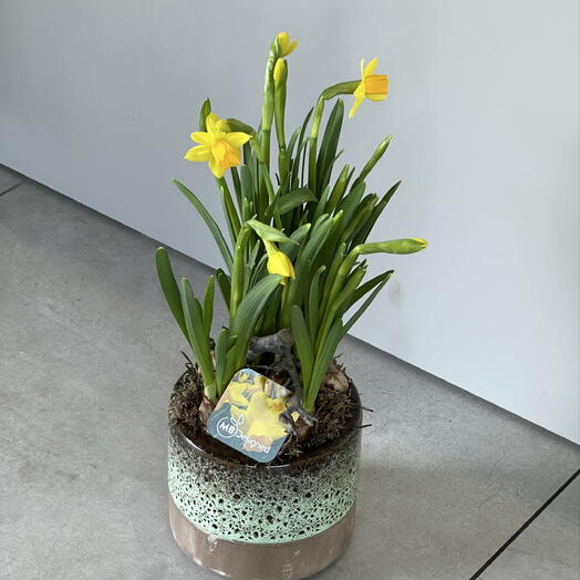 Narcissus with pot 🐣