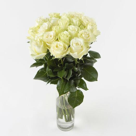 31 white rose