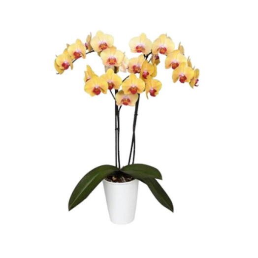 Orquidea Amarilla 2 varas