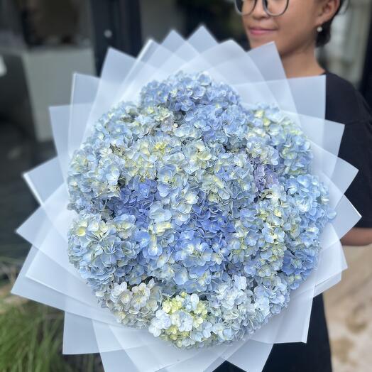 Hydrangea blue Big