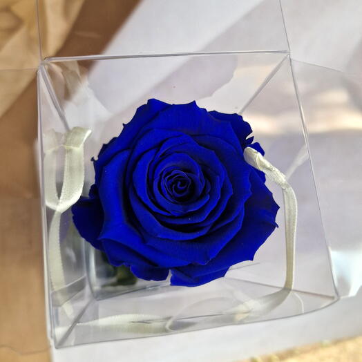 Single eternal roses blu