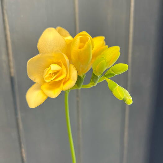 Freesia mix of colors