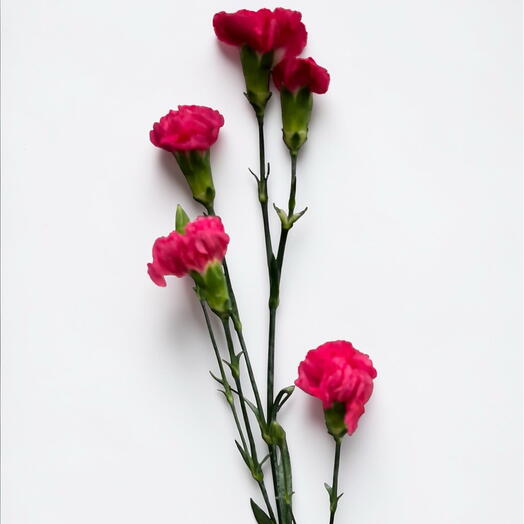 Carnation spray  dark pink