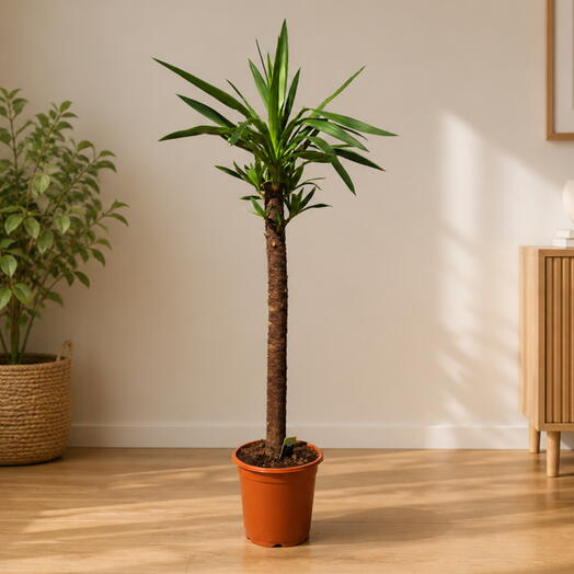 Yucca