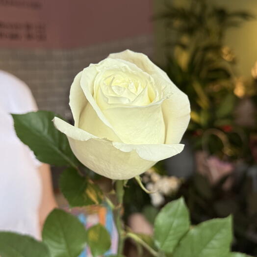 Rosa blanca Avalanch