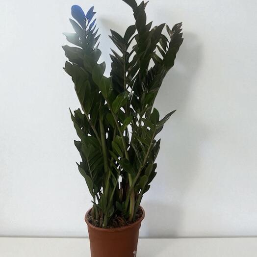 Zamioculcas zamiifolia BIG