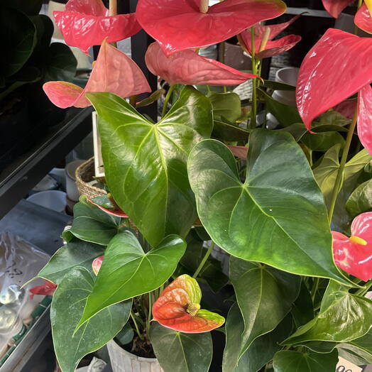 Anthuriums med passande kruka