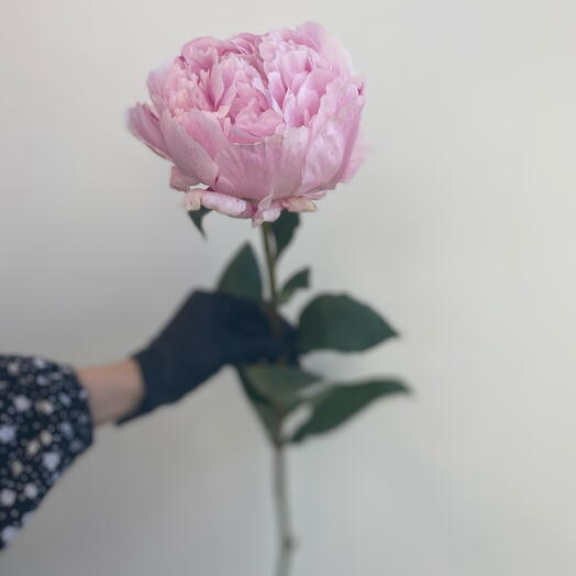 Peony