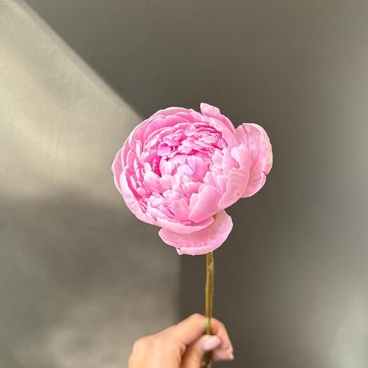 Светло-розовые пионы