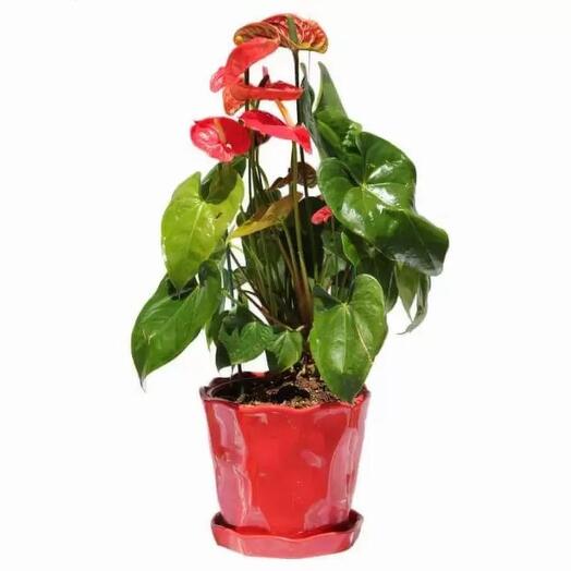 Anthurium
