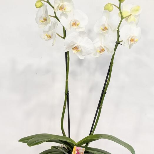 White Double Stem Phalaenopsis