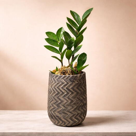 Potted Plant Green Abundance