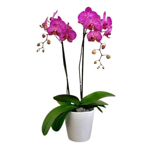 Orquidea Morada 2 varas
