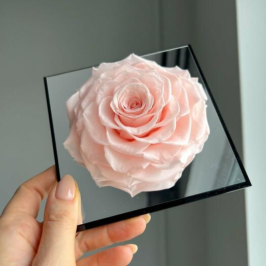 Ewige rosa Rose im Acrylrahmen
