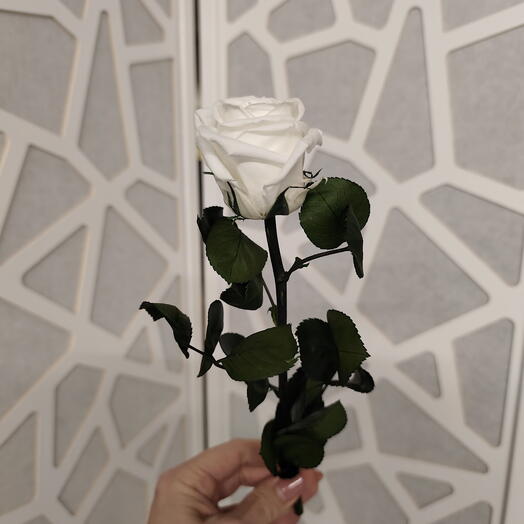 Stabilisierte Rose in weiss 30 cm