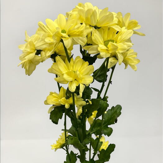 Chrysanthemum spray cream