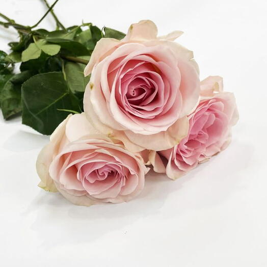 Ecuador pink rose premium 3pc