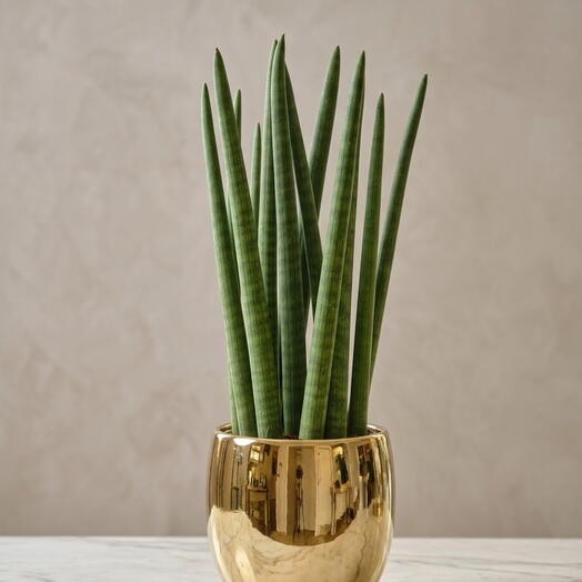 Sansevieria Cylindrica