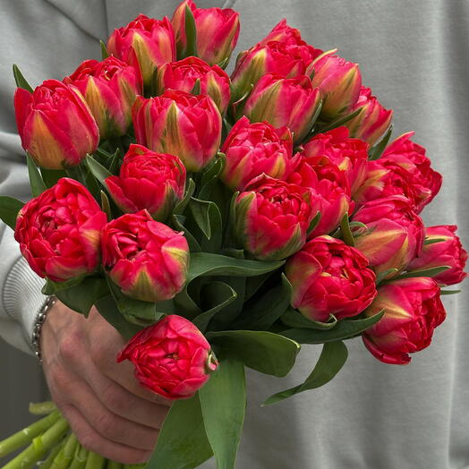 Tulips | Tulipany pełne