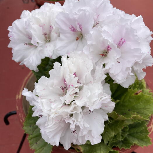 Flor Test Primera GAT