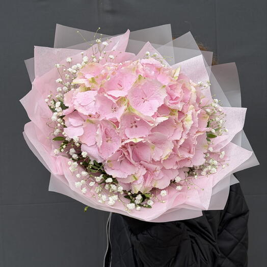Hortensia+Gibsofilia