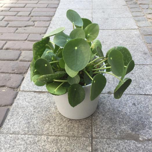 Pancake plant in pot